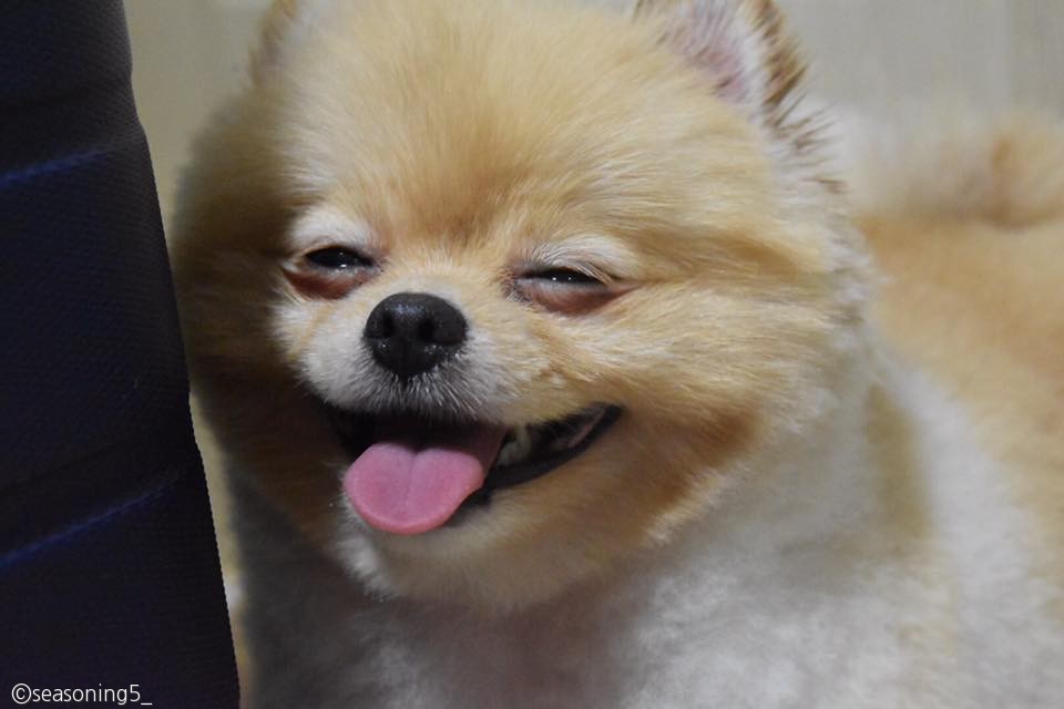 노트펫