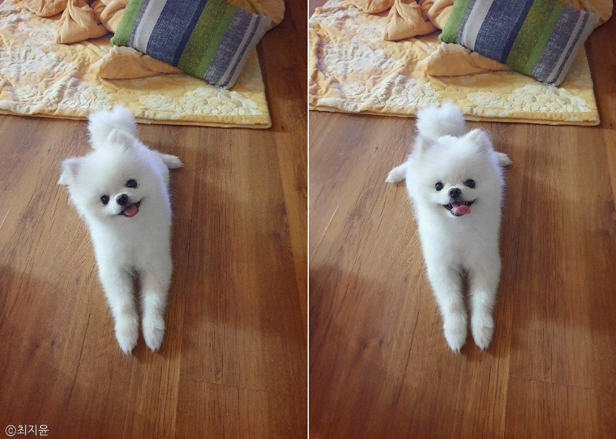 노트펫
