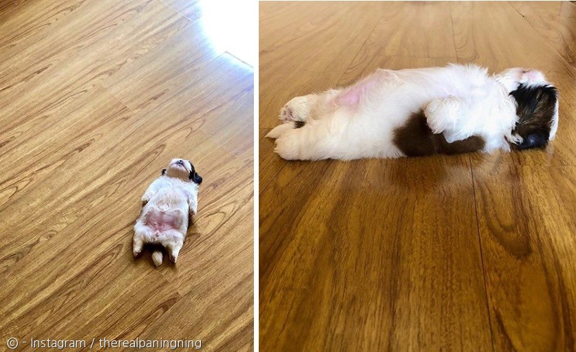 노트펫