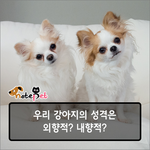 노트펫