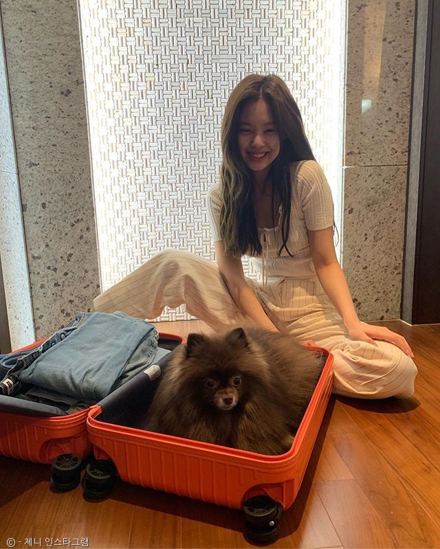 노트펫