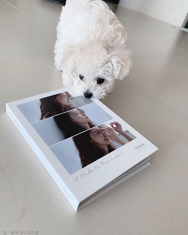 노트펫