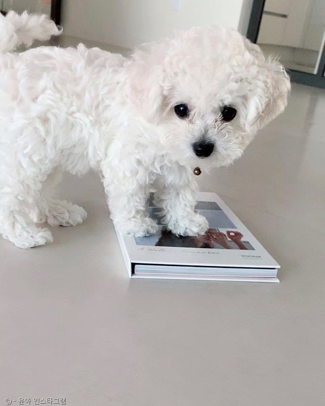 노트펫