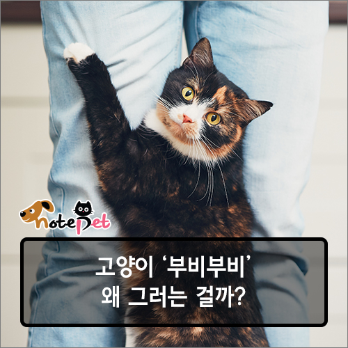 노트펫