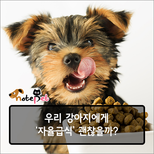 노트펫
