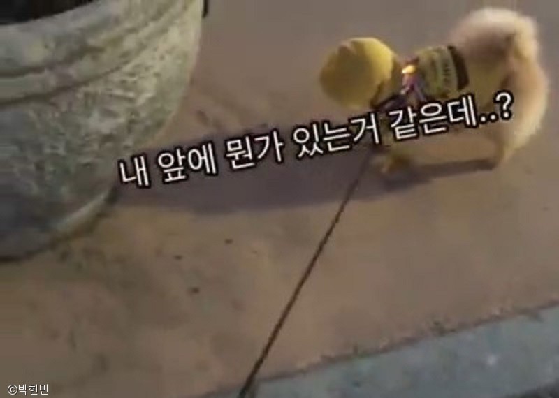 노트펫