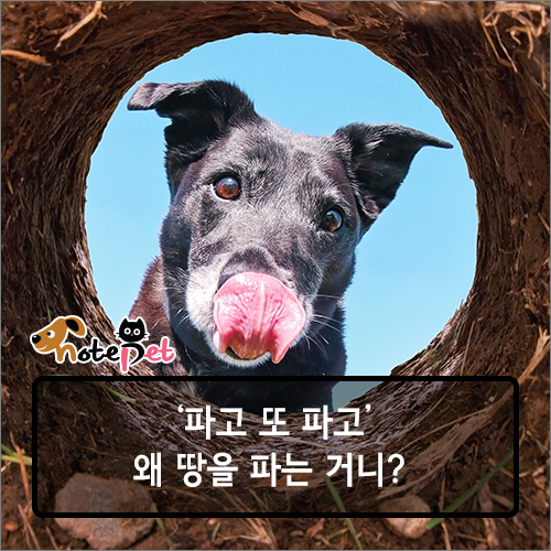 강산추레라 이미지