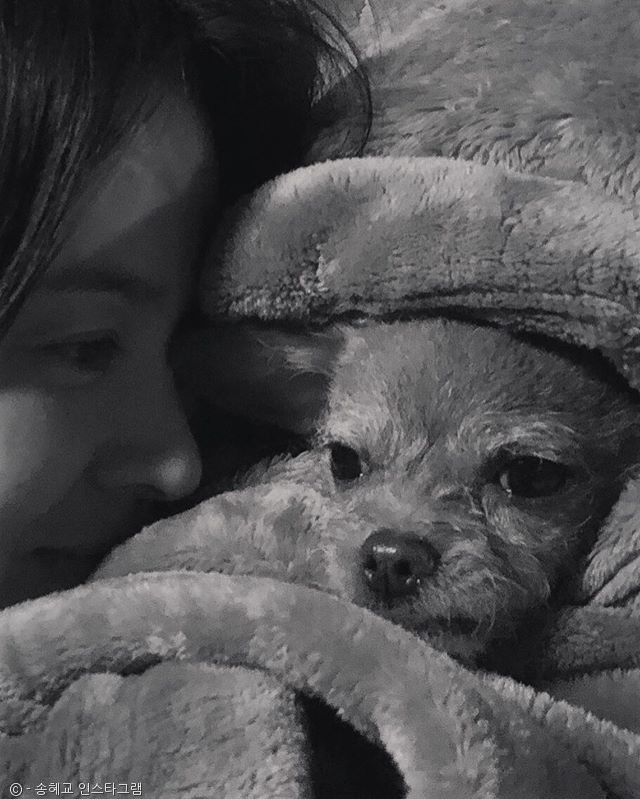 노트펫