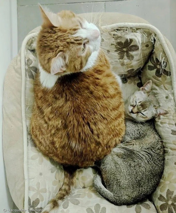 노트펫