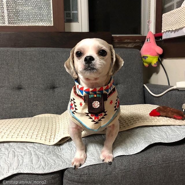 노트펫
