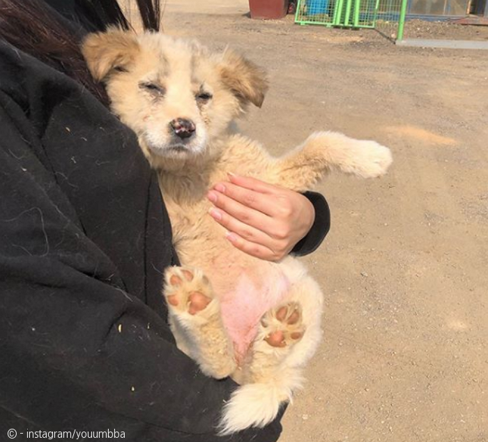 노트펫