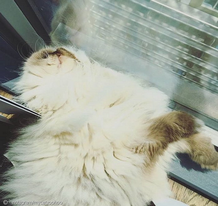 노트펫