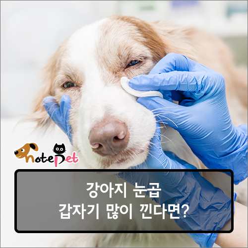 노트펫