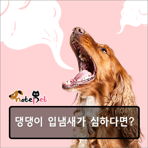 노트펫