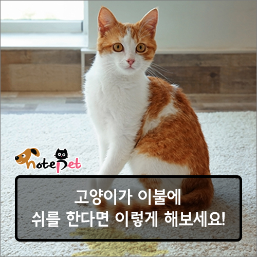 노트펫