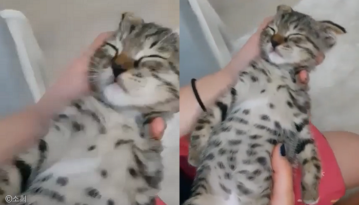 노트펫