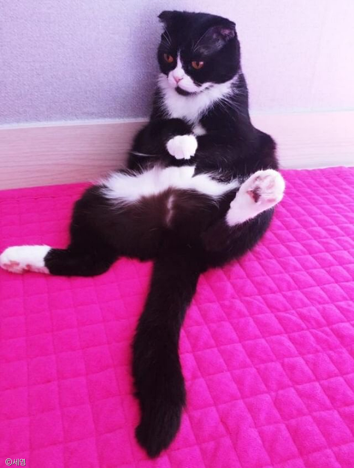 노트펫