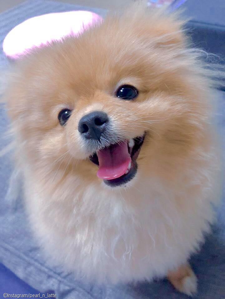 노트펫