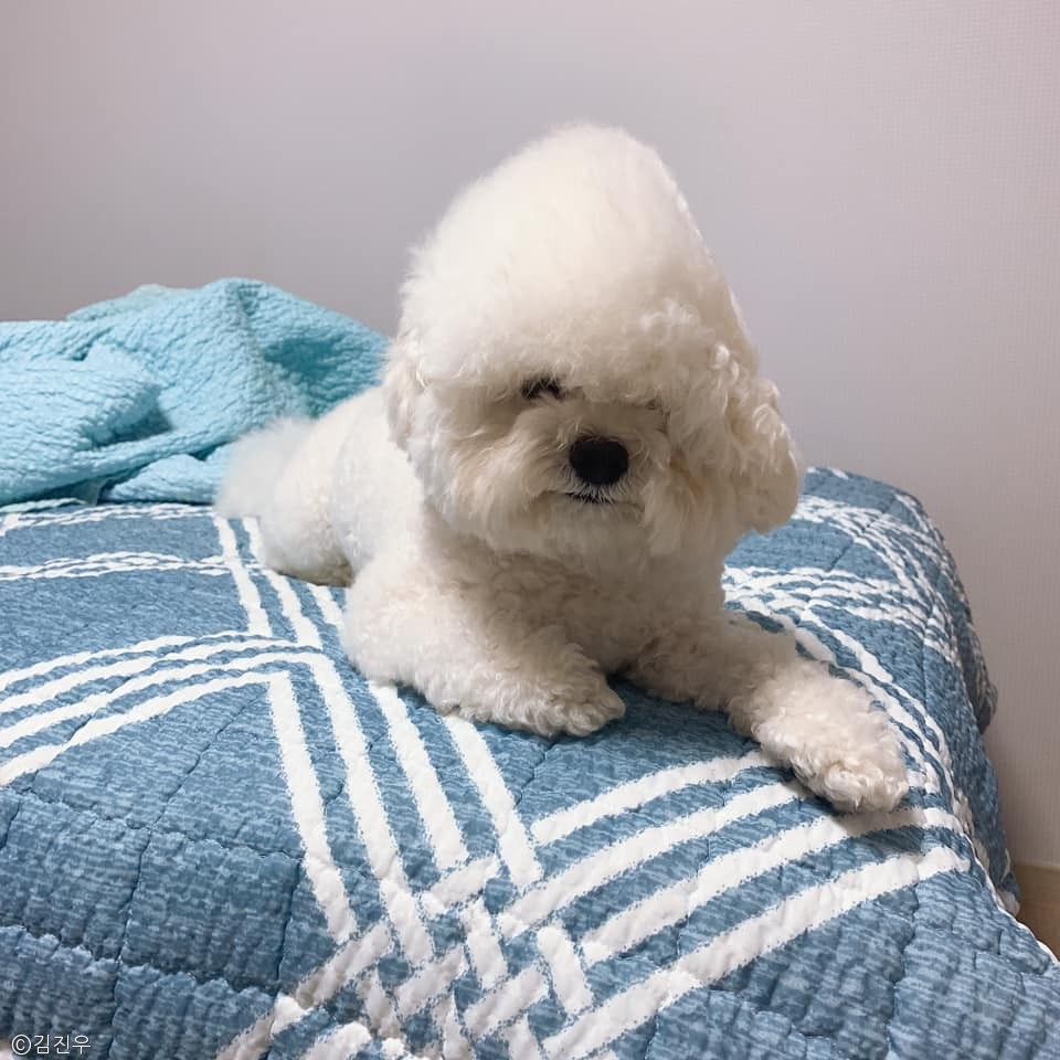 노트펫
