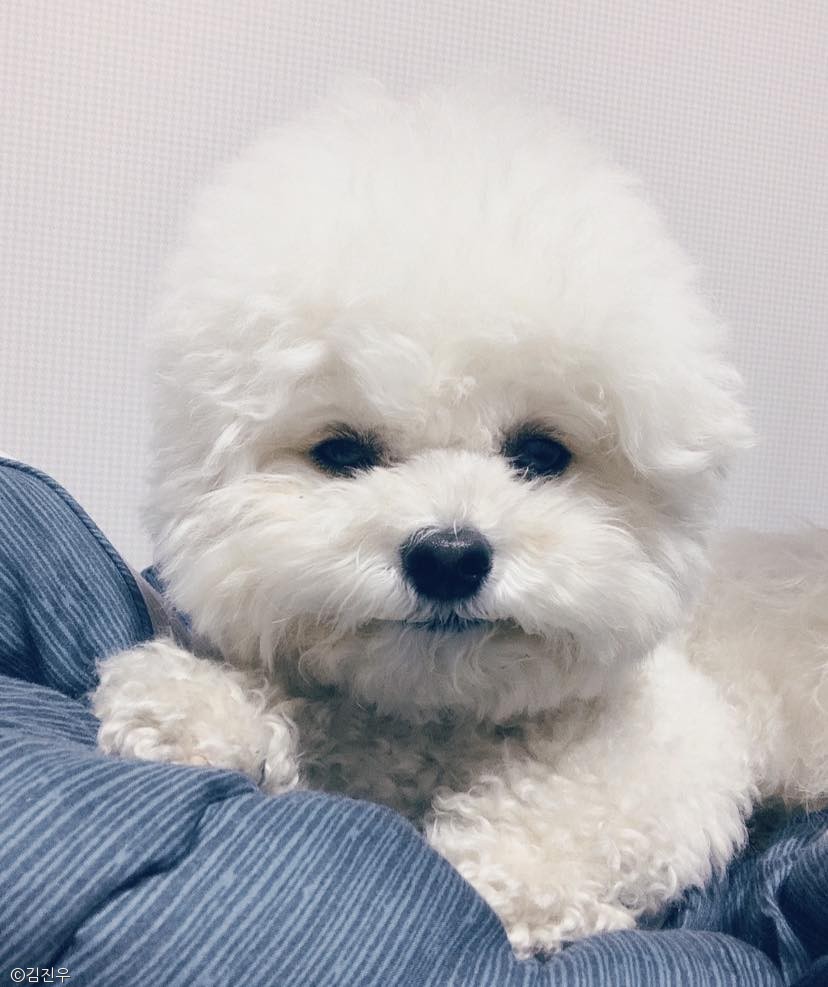 노트펫