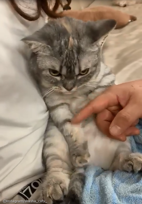 노트펫