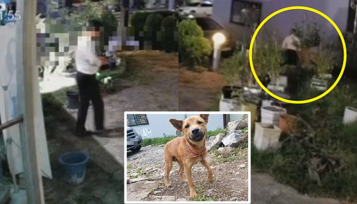 노트펫