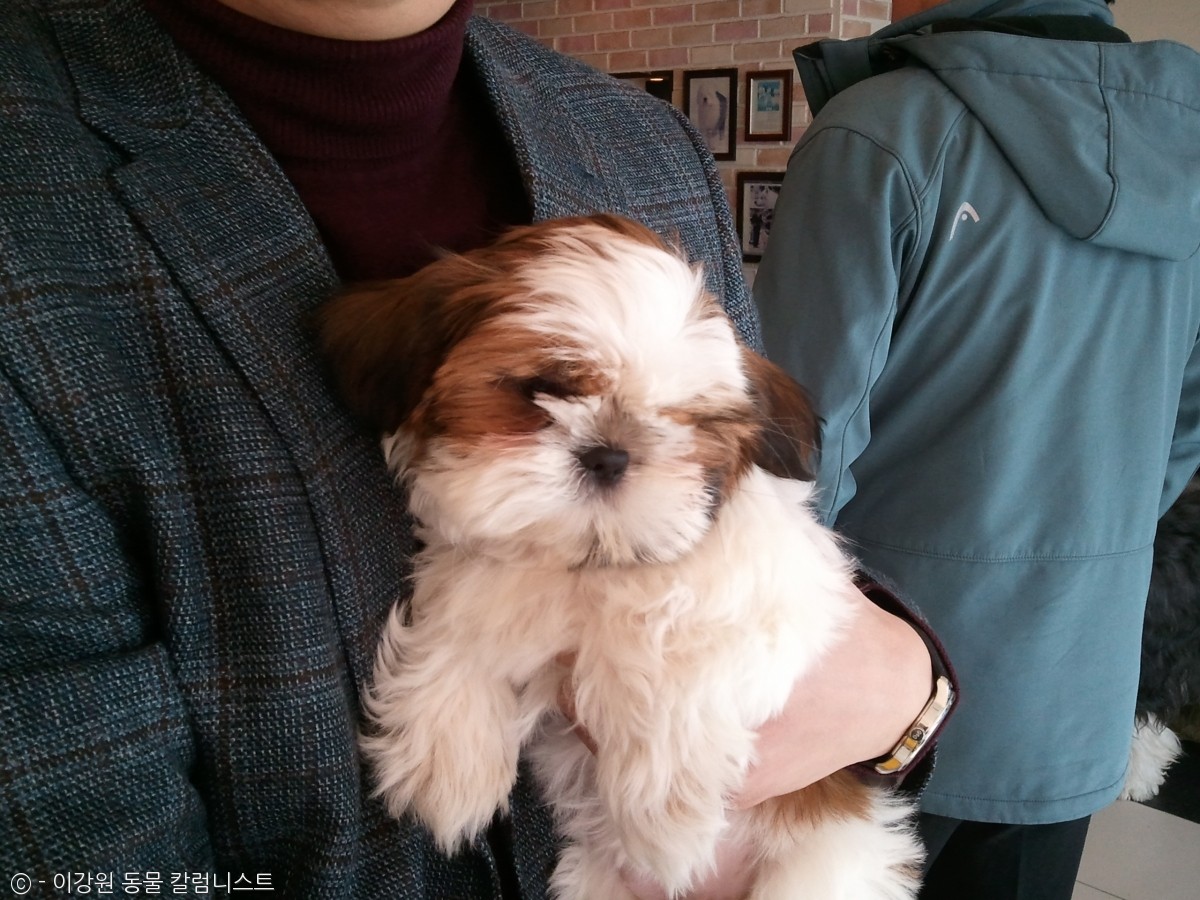 노트펫