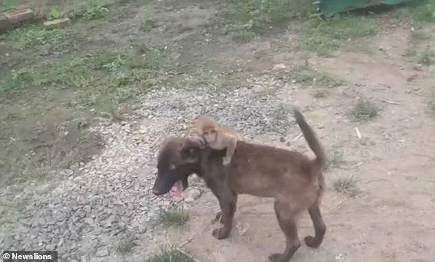 노트펫