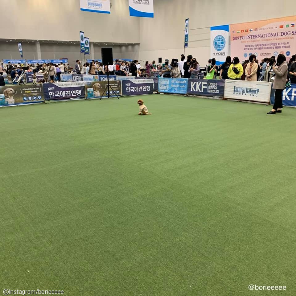 노트펫