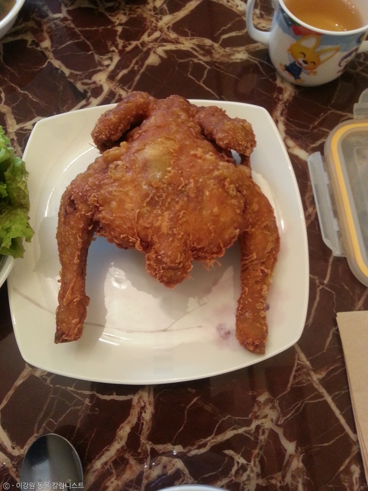 노트펫