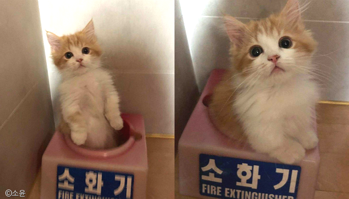 노트펫