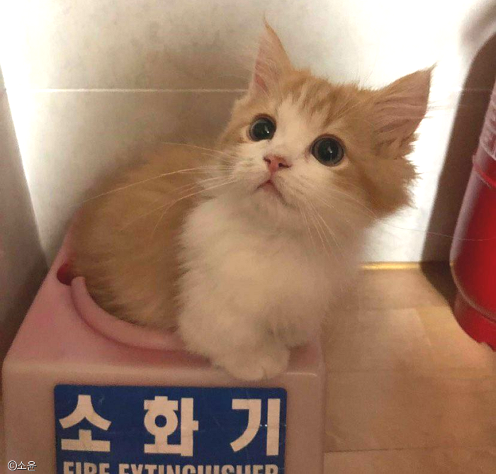 노트펫