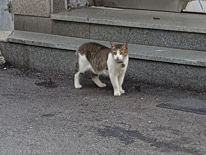 노트펫