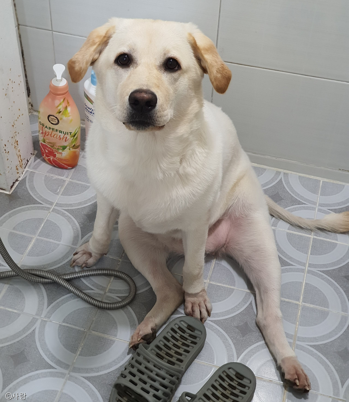 노트펫