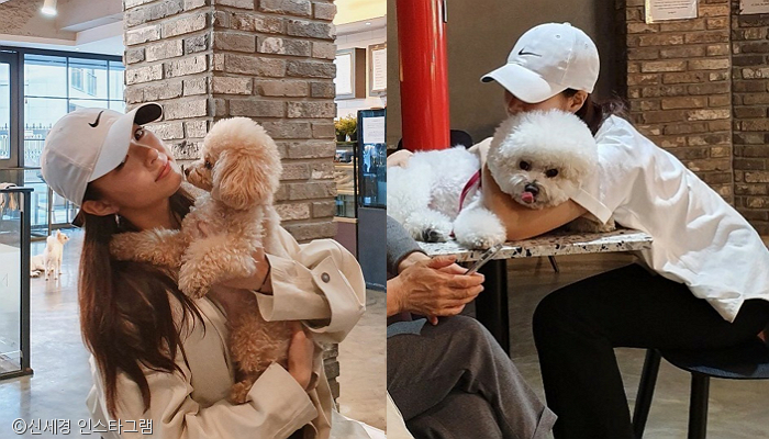 노트펫