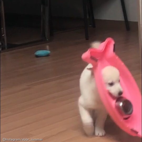 노트펫