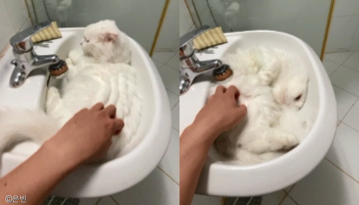 노트펫