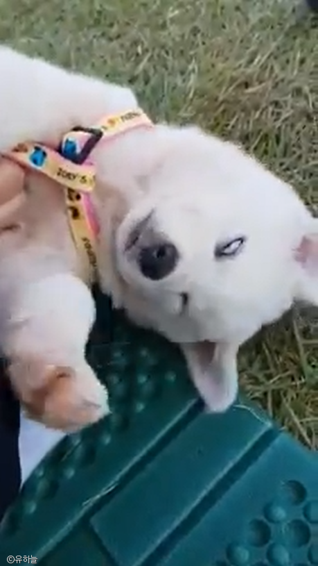 노트펫