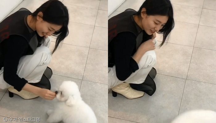 노트펫