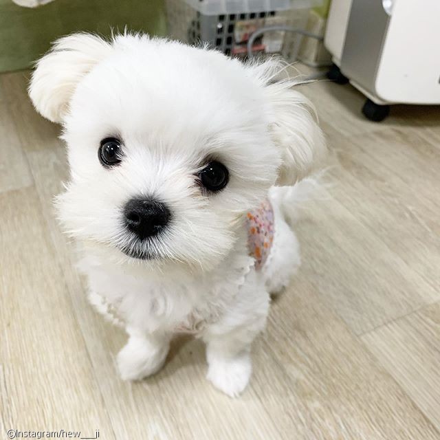 노트펫
