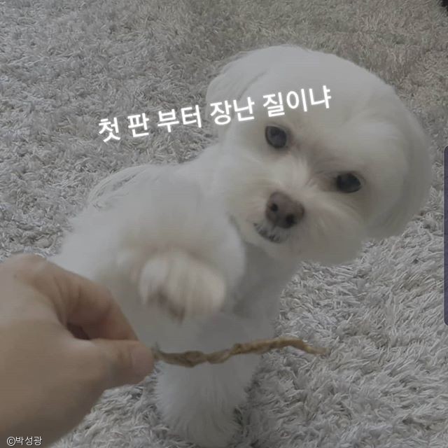 노트펫