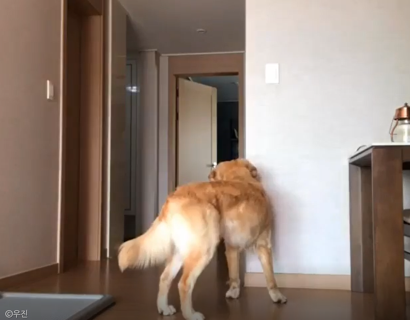 노트펫