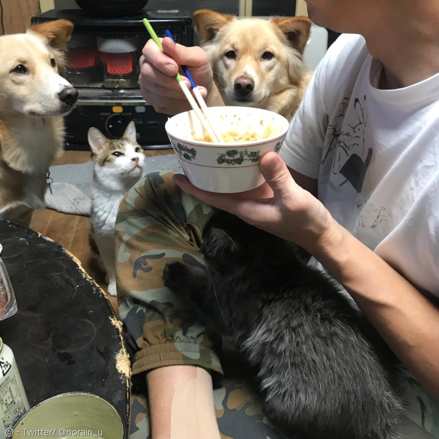 노트펫