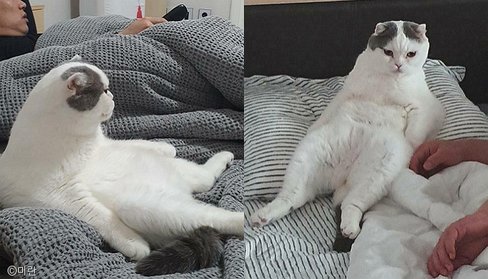 노트펫