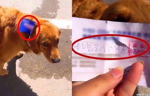 노트펫
