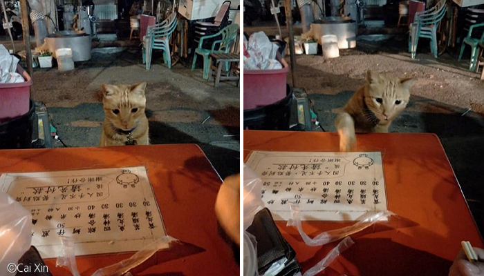 노트펫