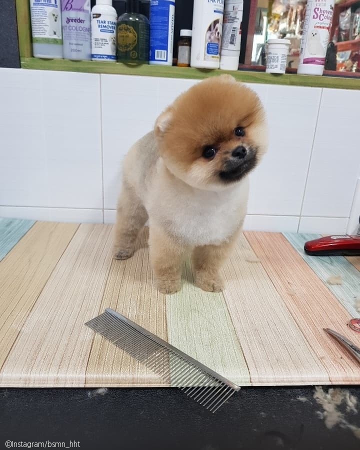 노트펫