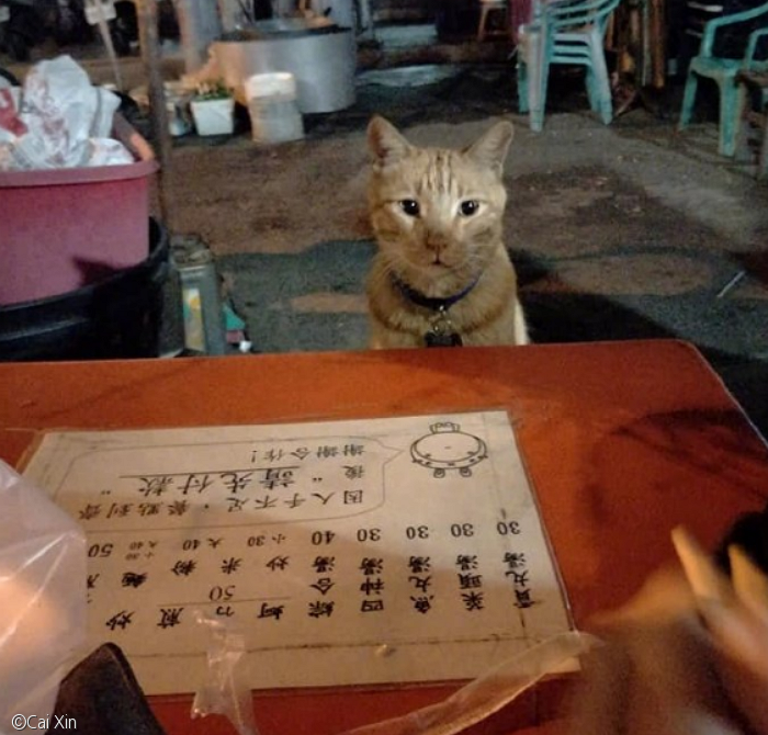노트펫
