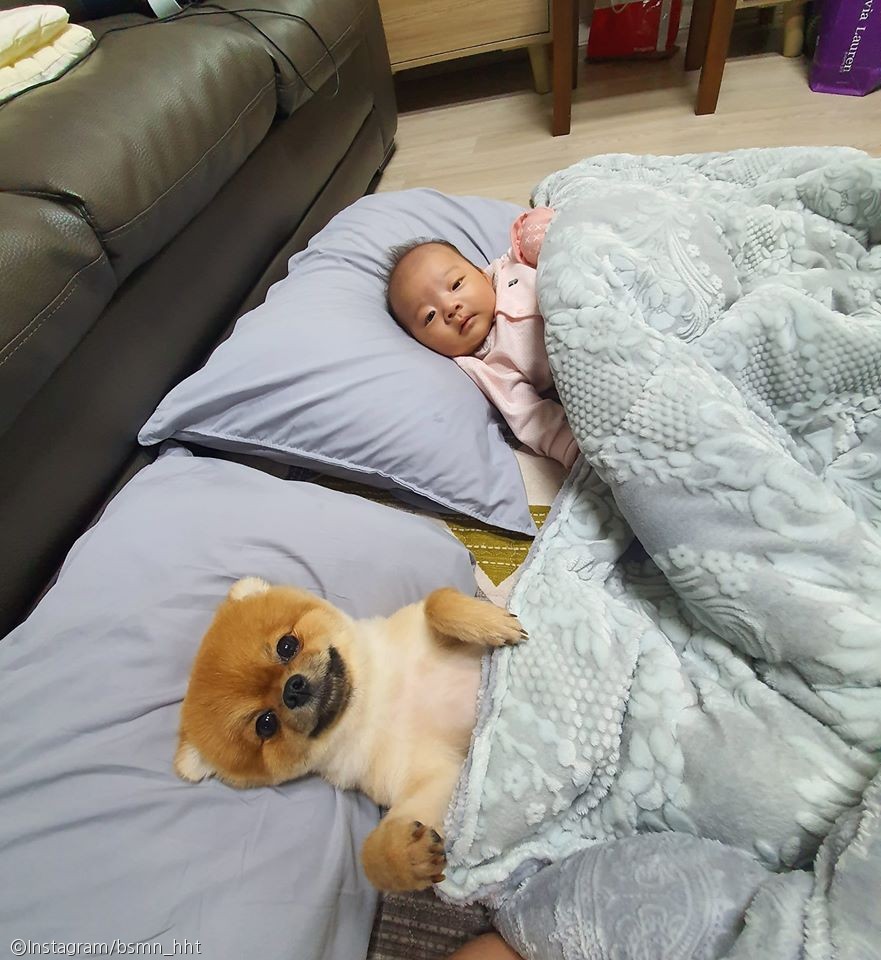 노트펫