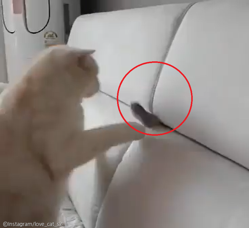 노트펫